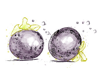 Mangosteen fruits vector watercolor label
