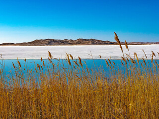 Grass on the Shore of Big Alkali Lake