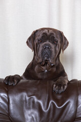 dog breed cane corso italiano