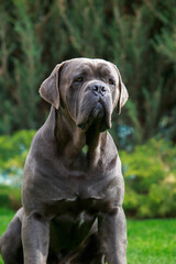 dog breed cane corso italiano