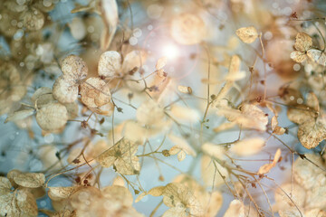 beautiful sunny day, petals in beige/brown, blue sky