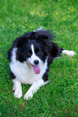 Dog breed Border Collie