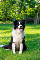 Dog breed Border Collie