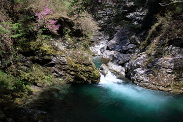 ツツジ咲く八升渕　（高知県　瀬戸川渓谷）