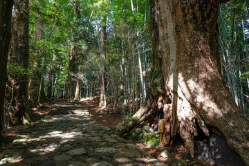 Daimon-zaka is a famous slope is part of the Kumano Kodo, one of Japan's three great pilgrimage routes, Nachikatsuura, Japan.