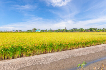The Rice crop soon to be harvested in the farmland and blue sky background.