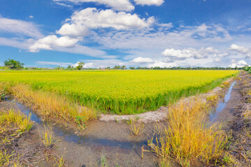 The Rice crop soon to be harvested in the farmland and blue sky background.