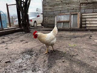 range chicken on farm