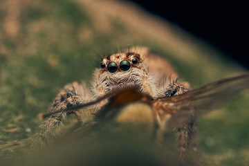 Details of a jumping spider eating perched on a green leaf.