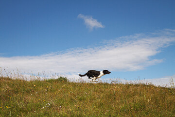 cute border collie dog running on a field on a hot summer day seen from the side