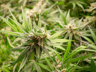 High-quality cannabis plants are prepared for harvest in a greenhouse