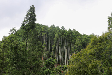 Obraz na płótnie Canvas trees in the forest
