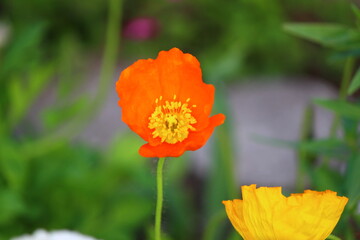 Obraz premium ハナビシソウ