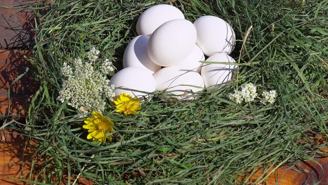 Close up view stock video footage of many white fresh raw chicken eggs inside of green nest decorated with fresh white and yellow meadow flowers