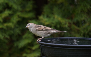 sparrow in the garden,spatz im garten