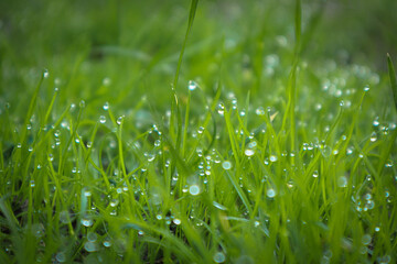 Morning dew on a green grass in early spring.
