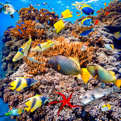Fototapeta na wymiar Magnificent underwater world in tropical ocean.