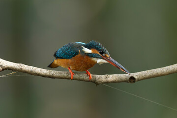 魚を目で追うカワセミ