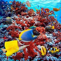Obraz na płótnie Canvas Magnificent underwater world in tropical ocean.