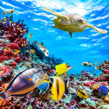 Magnificent underwater world in tropical ocean.