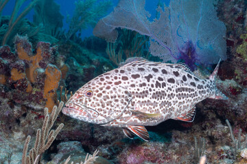 Yellowfin grouper
