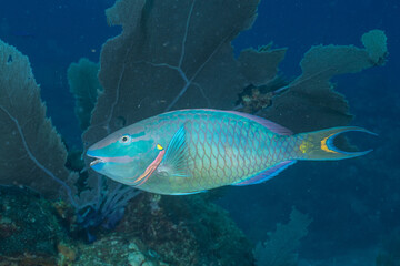 Naklejka premium Stoplight parrotfish