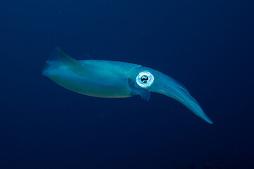 Caribbean reef squid