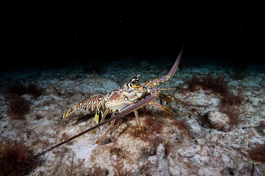Caribbean spiny lobster in the reef at night