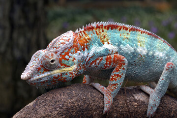 The male panther chameleon is walking on a tree trunk, exposing the beauty of its body color to attract the attention of the female.