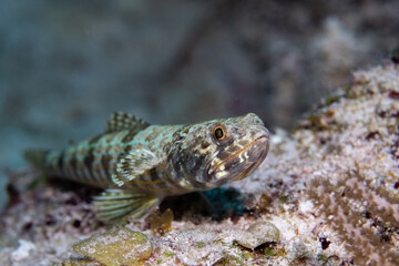 Sand swimmer laying on the ocean floor