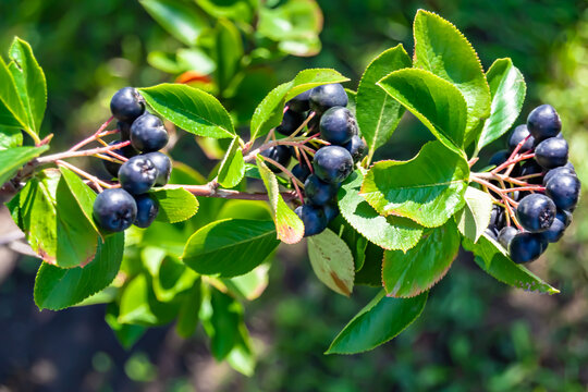 Photography on theme beautiful berry branch aronia bush