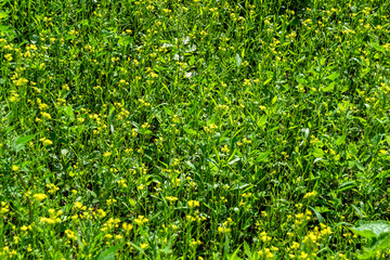 Photography on theme fine wild growing flower mustard on background meadow