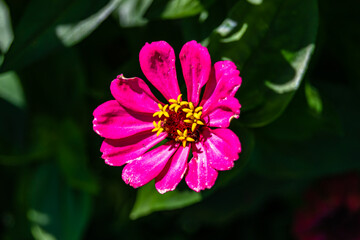 Obraz premium Beautiful wild growing flower zinnia elegans on background meadow