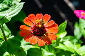 Beautiful wild flower winged bee on background foliage meadow