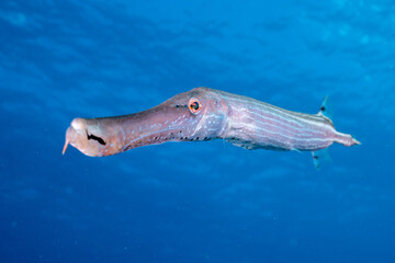 Fototapeta premium Trumpetfish in open water 
