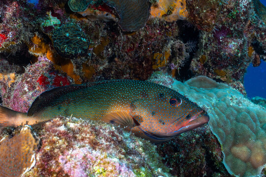 Brown phase coney in reef