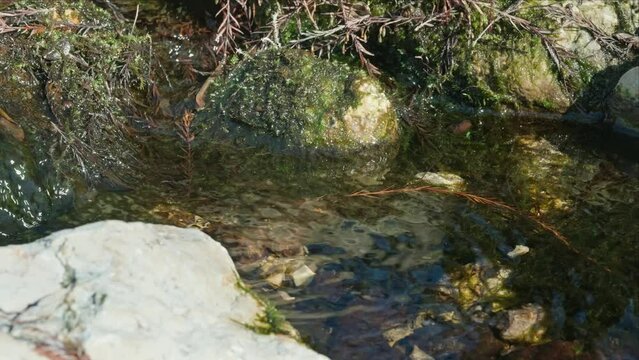 Small rocky creek with clear water