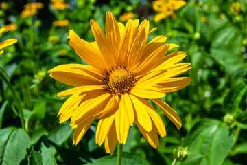 Fine wild growing flower aster false sunflower on background meadow