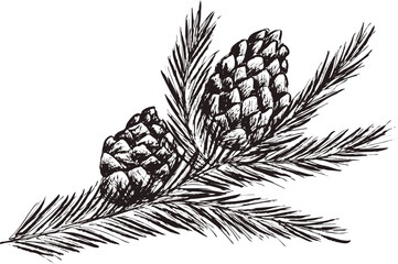 Hand drawn digital image of pine branch. 
Eps horizontal vintage pattern.  
Line sketch silhouette of plant on 
transparent  background.