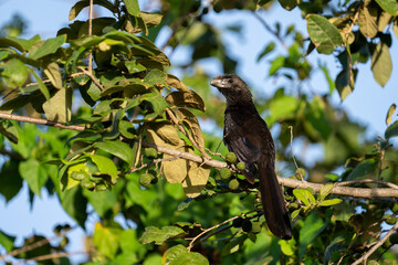 Smooth-billed ani perched on a tree