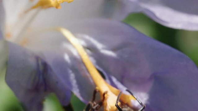 Close-up view of a bee collecting nectar from a flower in the daytime