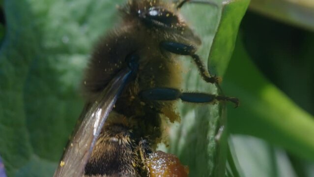 Close-up view of a bee collecting nectar from a flower in the daytime