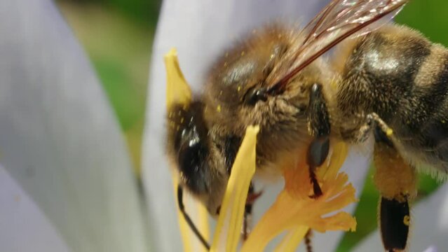 Close-up view of a bee collecting nectar from a flower in the daytime