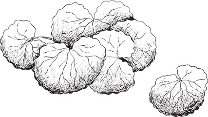 Hand drawn digital image of centella asiatica. 
Eps horizontal vintage pattern.  
Line sketch silhouette on 
transparent  background.