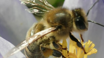 Close-up view of a bee collecting nectar from a flower in the daytime