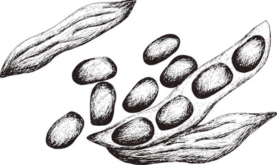 Hand drawn digital image of mucuna pruriens. 
Eps horizontal vintage pattern.  
Line sketch silhouette on 
transparent  background