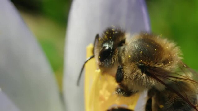 Macro shot of a bee collecting nectar from a flower in the daytime