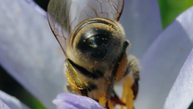 Close-up view of a bee collecting nectar from a flower in the daytime