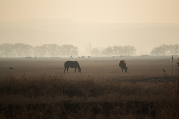 horses in the fogs
