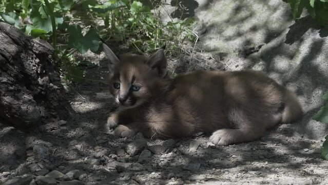 Closeup view of caracal sitting on rocky ground and looking toward